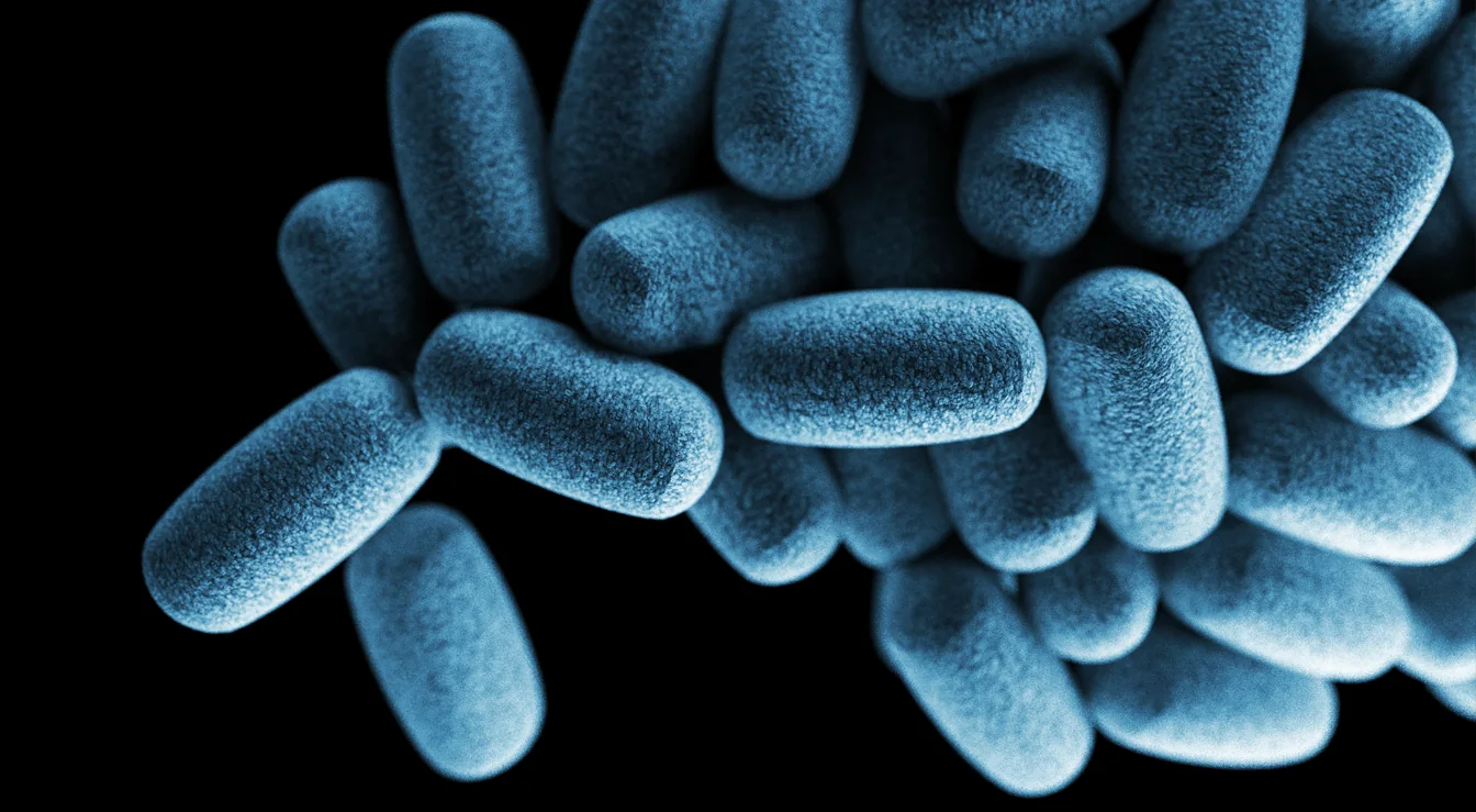 Legionella spec.